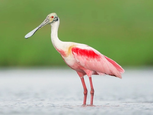 Roseate Spoonbill Appreciation Post