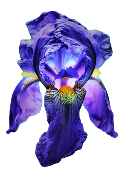 Transparent-Flowers:  Blue Iris From The Iris Genus. (X). 