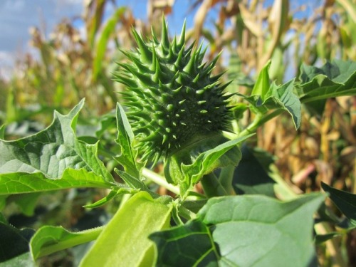  Datura stramonium Jimsonweed, Thorn-Apple, Devil’s Snare