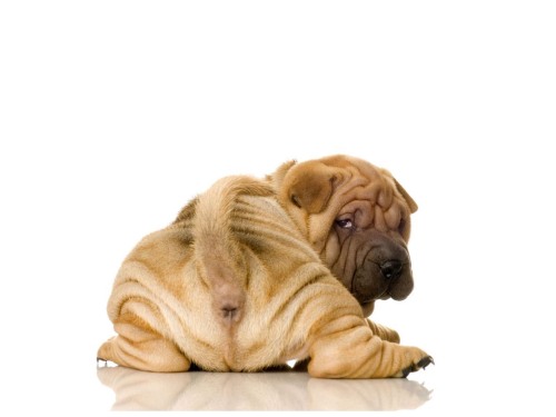 www.yee7.com Chinese Sharpei puppy