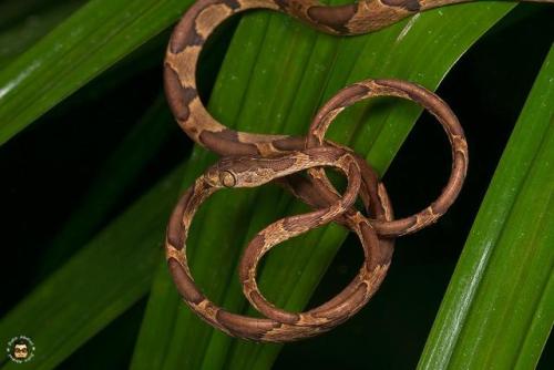 gallusrostromegalus:  end0skeletal:  The fiddle-string snake (Imantodes cenchoa), also known as the blunthead tree snake, is a species of rear-fanged colubrid snake endemic to Mexico, Central America, and South America. They are known for their slender
