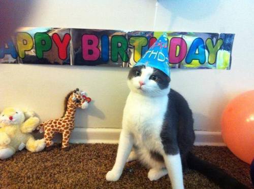 happy birthday cat