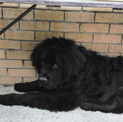 handsomedogs:  Max the Newfoundland perfecting