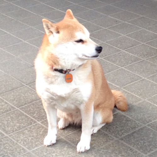 oage:  ふんふん 