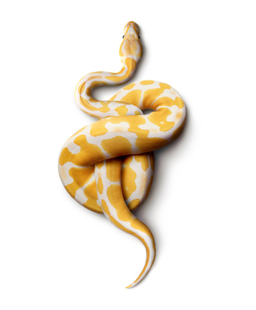 blancasexyuniverse:kiwialldaylong:‘Serpentine’ by Mark Laita, Amazing Photographs Of Snakes With Gor