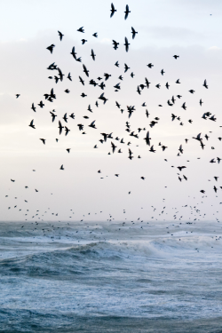 expressions-of-nature:  brighton, england