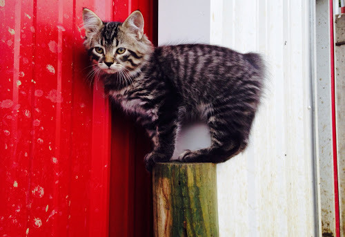 Bert - Farm Cat (via Notes From Eventide Farm Kansas)