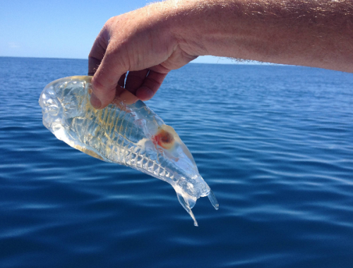 ಠ帆足ﾀｹﾋｺಠ‏@AItoiI·8  恐ろしく透明な魚。（本物  Skeleton fish