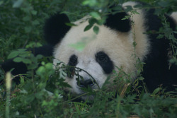 giantpandaphotos:  © Norrie McPherson. 