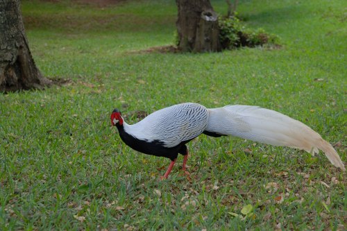 Silver pheasant (Lophura nycthemera)The silver pheasant is a species of pheasant found in forests, m