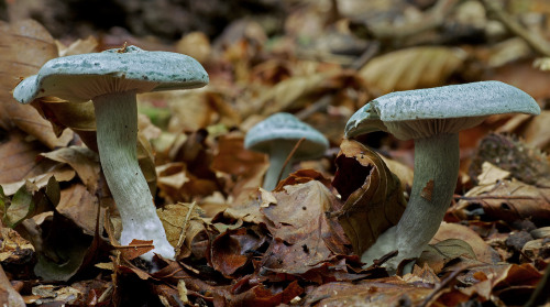 Given my interest in fungi, my interest in blue food, and that I love aniseed, this mushroom has bee