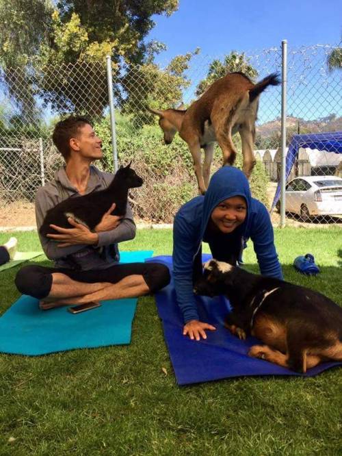 cinnaluna:So I just found out that there’s a place near me that does Goat Yoga? And I don’t know if 