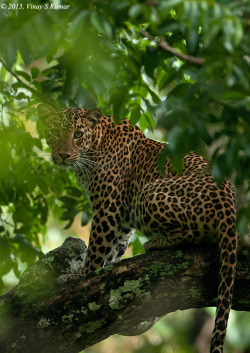 ccaracal:  Leopard | Kabini   by Vinay S