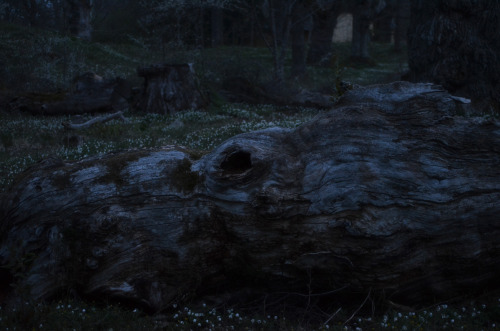 liselotte-e: Fallen oak at dusk - Åkersberga, Sweden