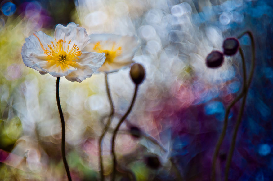 landscape-photo-graphy:  Photographer Magda Wasiczek Captures the Macro Fairy World