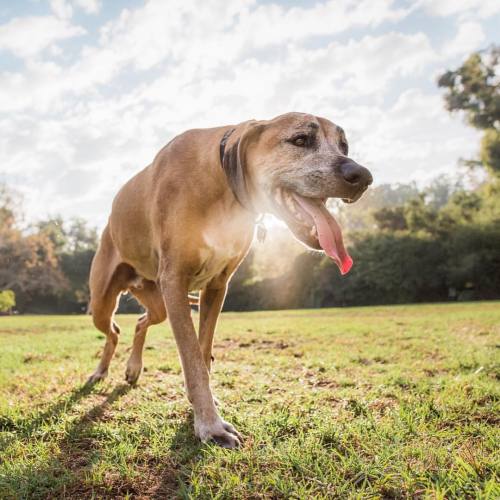 Tongues out for #tongueouttuesday ! #rodeshianridgeback #dogsofinstagram #petphotography