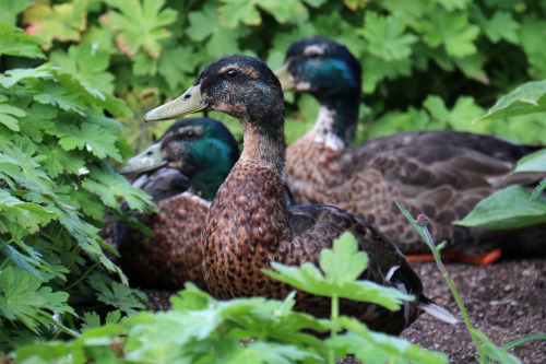 Mallard/gräsand (photographed in Örebro). 