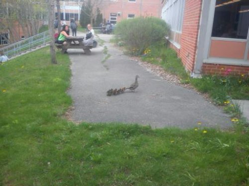 Make way for Ducklings,Mama Duck and Ducklings, at my schol every spring a duck makes a home in the 