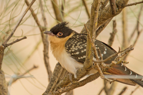 Great Spotted Cuckoo (Clamator glandarius)&gt;&gt;by Maria José Martín-Gaitero 