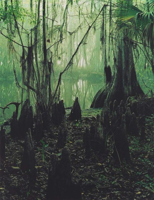 pleoros:eliot porter - cypress slough and mist, punta gorda, florida (1974).