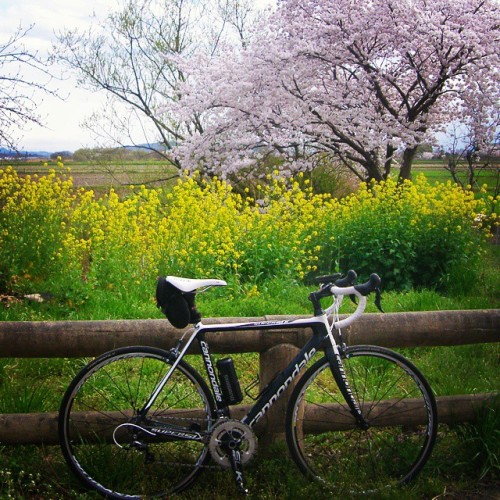 biwakofreeride: #roadbike #cannondale #supersix #rapha #cherryblossom #桜 #rapeseed #菜の花 #ride