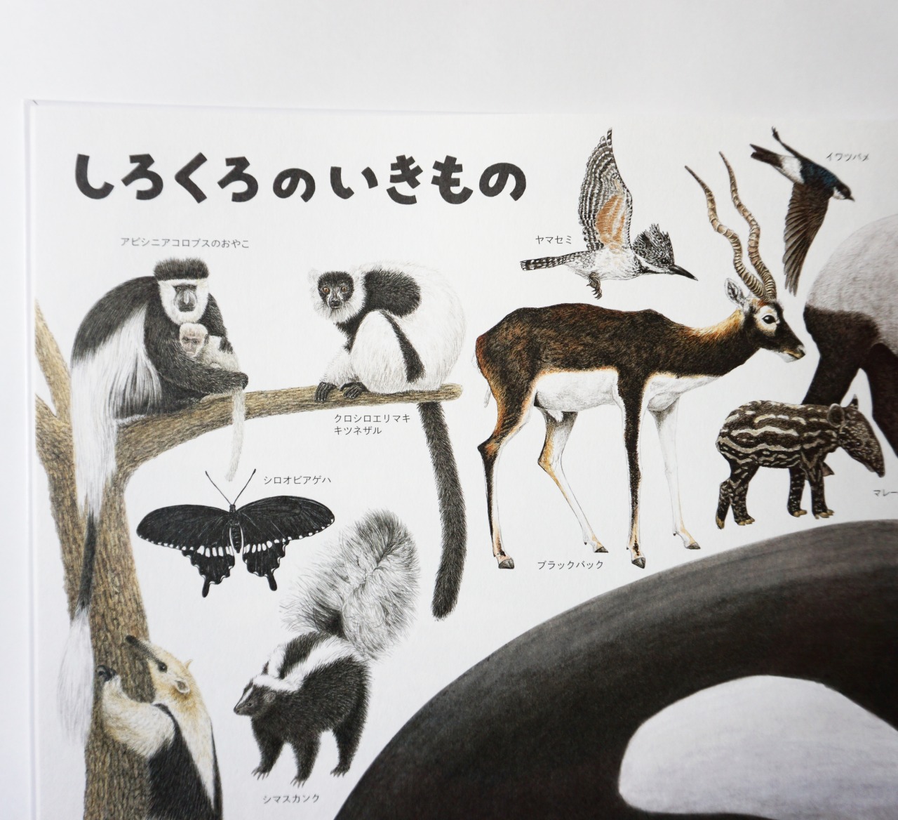 Mami Nakano Illustration — しろくろのどうぶつ 大型図鑑絵本 