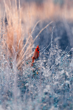 earthandanimals:   Cardinal by Justin Froiseth