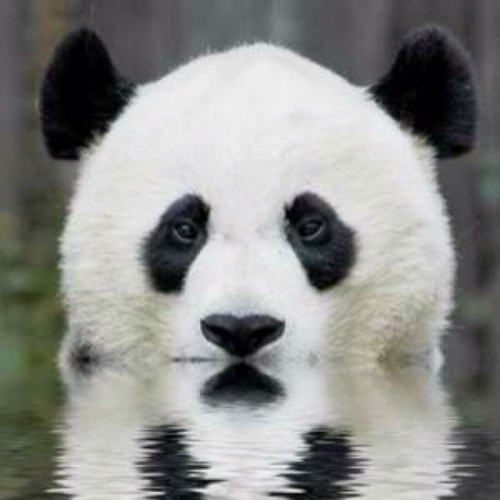 Stealthy panda… #panda #cute #instagood #likeforlike #pandabear #asians #likes #funny #pandas #pandaexpress #instapandacool #bestoftheday follow for more awesome posts  Bonafidepanda.com