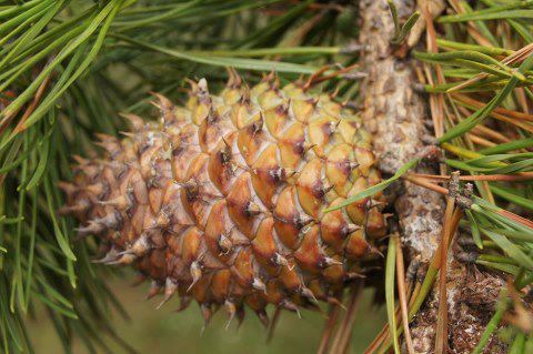 Table Mountain Pine ConeThe cone of Table Mountain Pine (Pinus pungens) from South Africa may look m