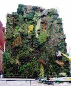 sixpenceee:  An art installation of green  plants growing on the wall of the building next to the CaixaForum Madrid  — a modern art gallery — In Madrid, Spain. The living wall was created  by french botanist Patrick Blanc                 