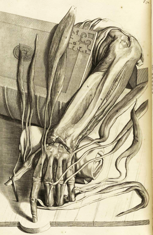 senjukannon:Historical Anatomy.