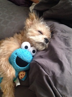 cute-overload:  Marshall asleep with his Cookie Monster.http://cute-overload.tumblr.com source: http://imgur.com/r/aww/mARQKQj