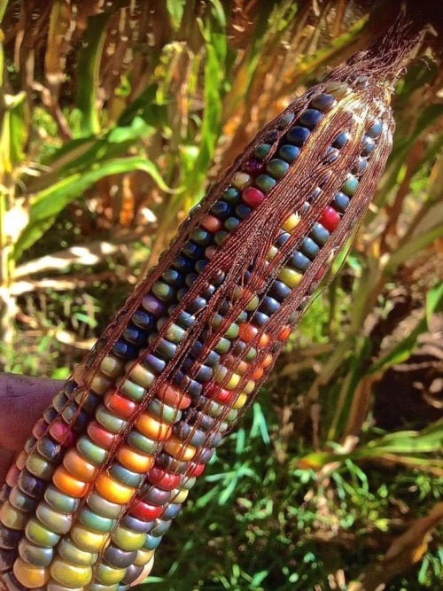 legendary-scholar:  A Native American variety called ‘Glass Gem Corn’ and yes it really does grow like that.
