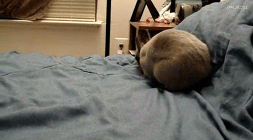Flopping Buns