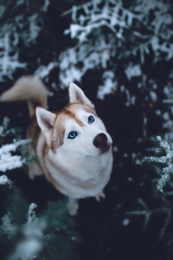 souhailbog:   Her   By   Zach Allia   | More