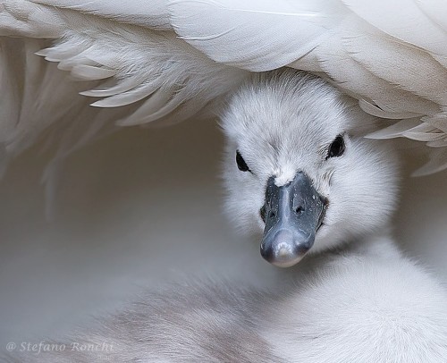 beauty-rendezvous:(via Swan by Stefano Ronchi / 500px) 