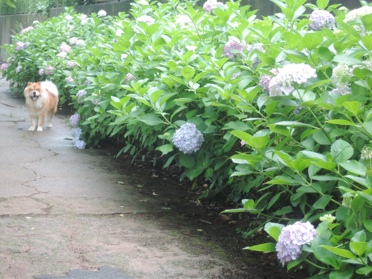 chow29dora:  雨上がりの紫陽花。Hydrangea After Rain. 今年もトトロをイメージしたく、河川敷に群生していたつる草の葉を一枚頭にのせてみたけど、なんか微妙だ。まんまるオツムで柏餅っぽい・・・。Totoro