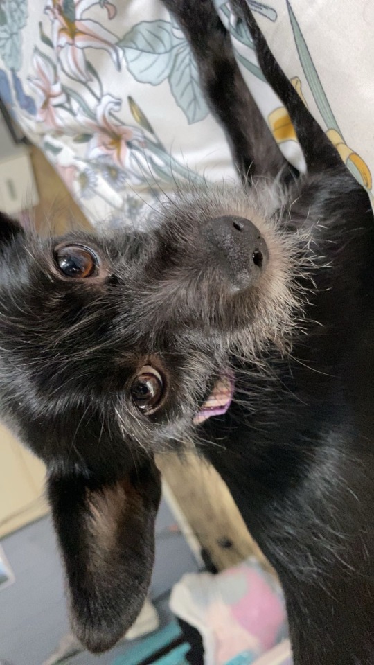 Firstly How Are Chihuahuas? They Get A Pretty Bad Rep In The Dog Lover Community So I Gotta Know If Its
