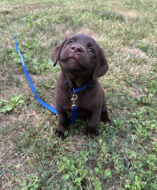 This Is Maple. She Walked Across The Lawn All By Herself Without Anyone Holding The Leash.