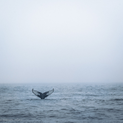 ~off The Coast Of Bar Harbor~