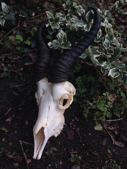 citrinecoven:  roadkillandcrows: Springbok skull. ✨✨