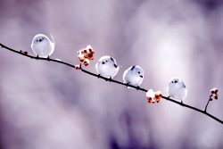 todayintokyo:  coiour-my-world:The local chicks … These are Japanese birds, called long-tailed tit or エナガ (enaga) in Japanese.