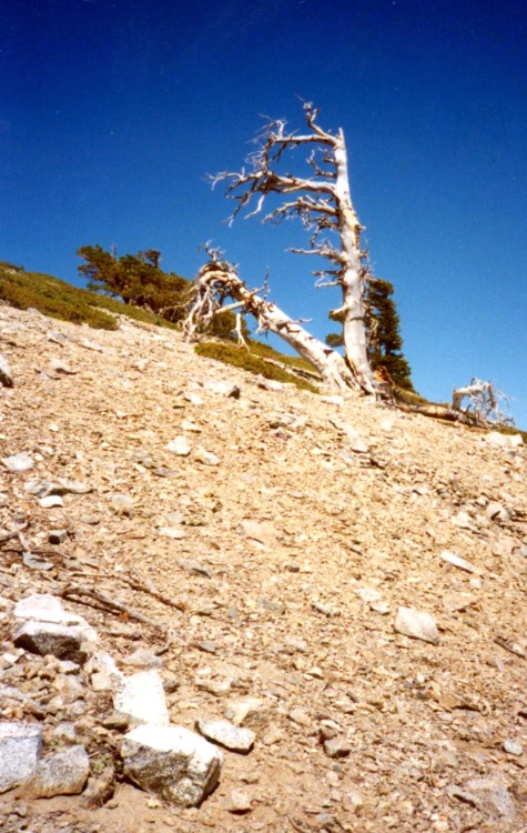 Snags, Trail to Old Baldy (Mt. San Antonio), Los Angeles County, California, 4th of July 1995.Twenty
