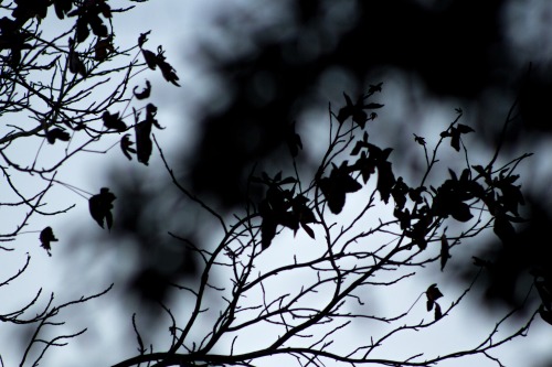 benjacruces:  Shadows