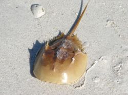 historical-nonfiction:  Horseshoe crabs are not crabs at all. They are not even crustaceans. Instead, they have their own separate class named Merostomata. They have hardly evolved since the age of the dinosaurs, and their closest living relatives are,