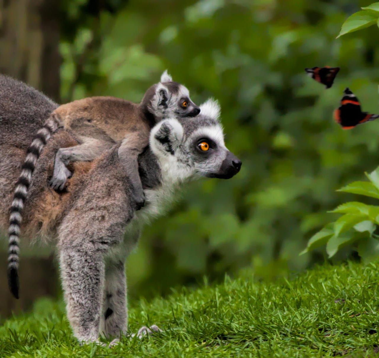 llbwwb:   curiosity by Aya de Ruiter   D’aw.    ”And this son, is a butterfly….