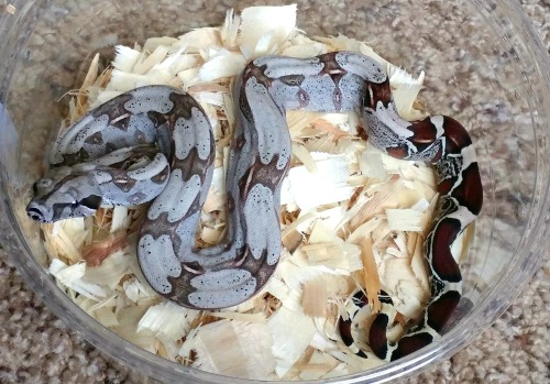 almightyshadowchan:Today I received this amazing male Suriname BCC from Brian Boas! This kid is unre