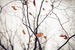 cantess:  december leafs by mstudiofoto on Flickr.
