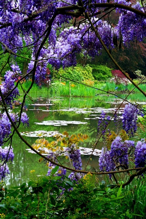 lori-rocks:  Wisteria overlooking pond in Monet’s Garden, Giverny, France. (via Más tamaños | Garden | Flickr: ¡Intercambio de fotos!) 