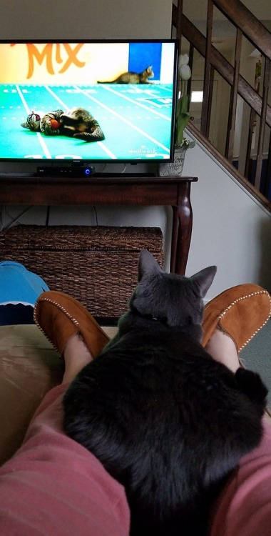 whiskeyandsoccer: Nail biter of a Kitten Bowl